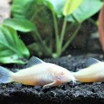 Corydoras