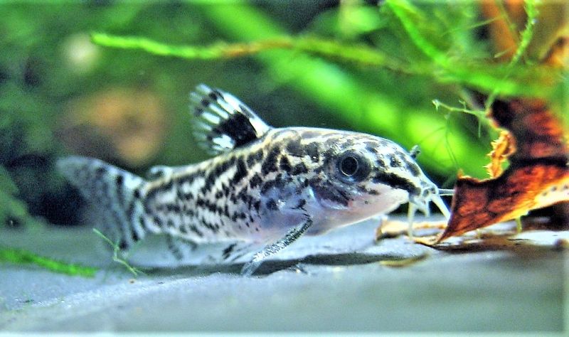 Corydoras Características, hábitat, reproducción, clasificación Peces