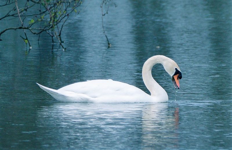 El cisne