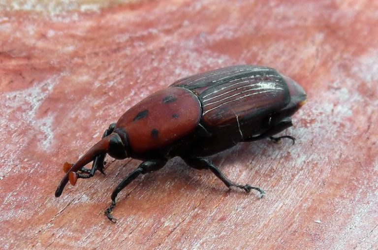 Gorgojo | Características, alimentación, reproducción, variedades | Insecto