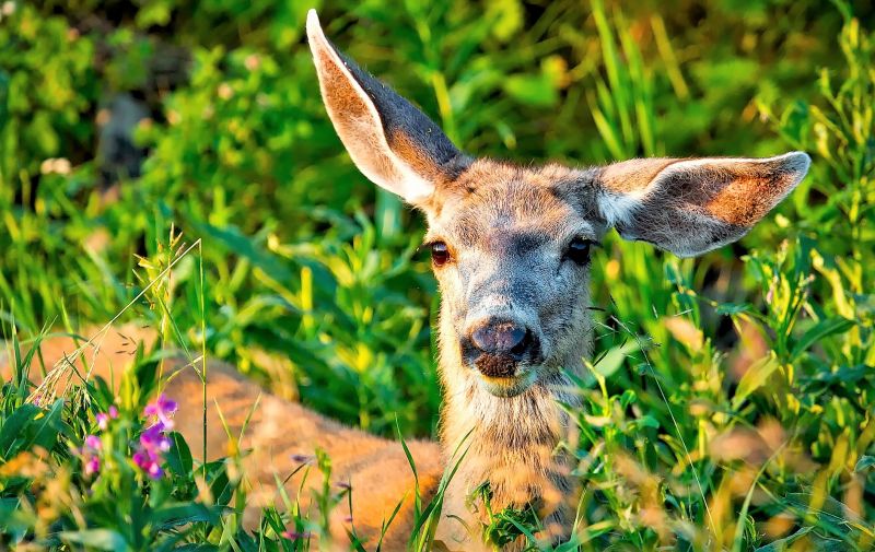 El venado