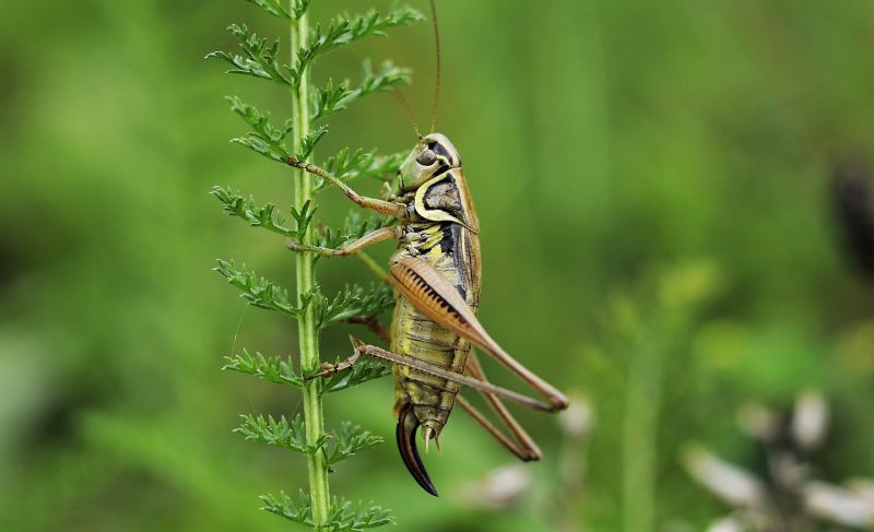 Grillo Características, alimentación, hábitat, reproducción, canto Insecto