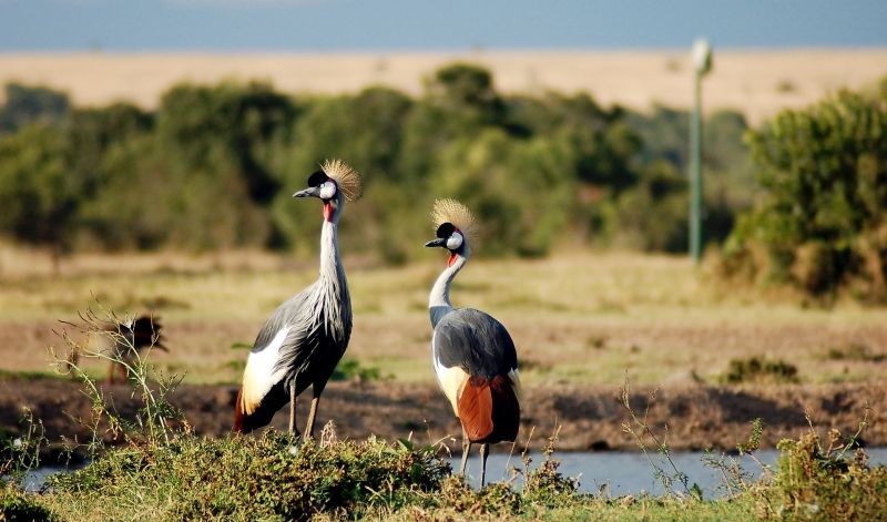 La grulla