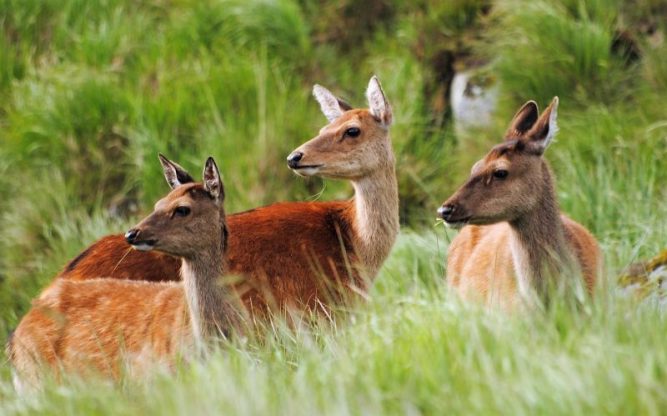 Venado | Características, alimentación, reproducción, hábitat | Animales