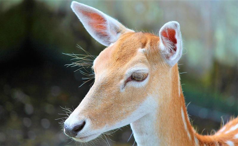 Venado Características, alimentación, reproducción, hábitat Animales