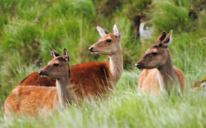 Venado