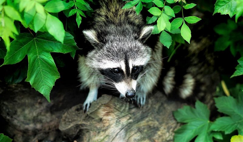 Animales silvestres Qué son, hábitat, alimentación, ejemplos, información