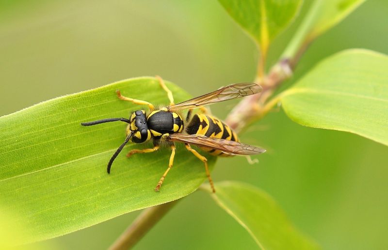 Avispas Características, alimentación, hábitat, reproducción, picadura