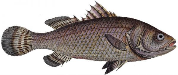 Barramundi Características, alimentación, hábitat, pesca, beneficios