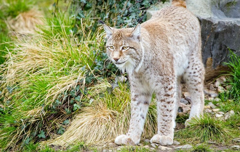 El lince boreal