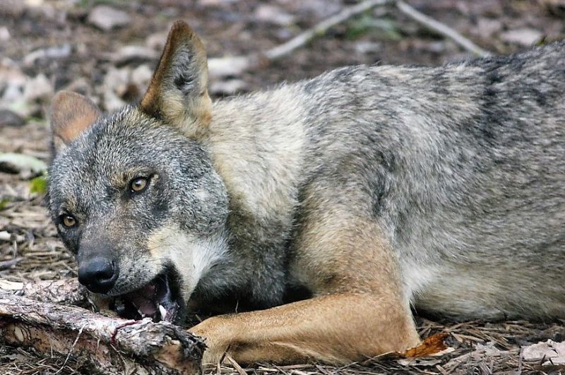 El lobo ibérico