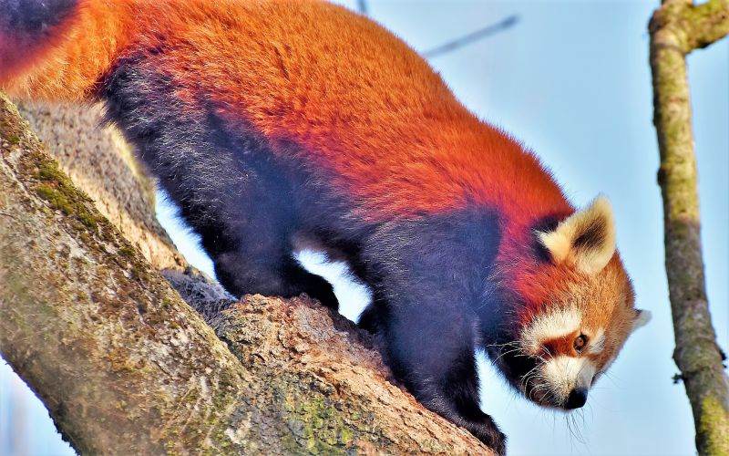 El panda rojo