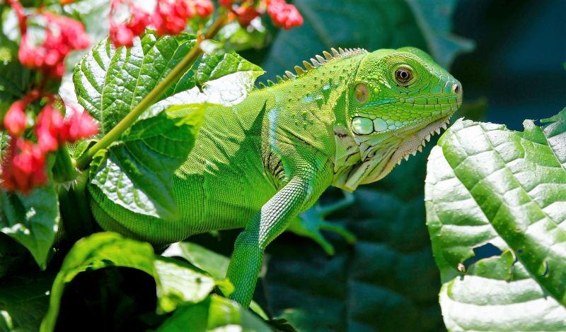 Iguana verde Características, hábitat, reproducción, alimentación, visión