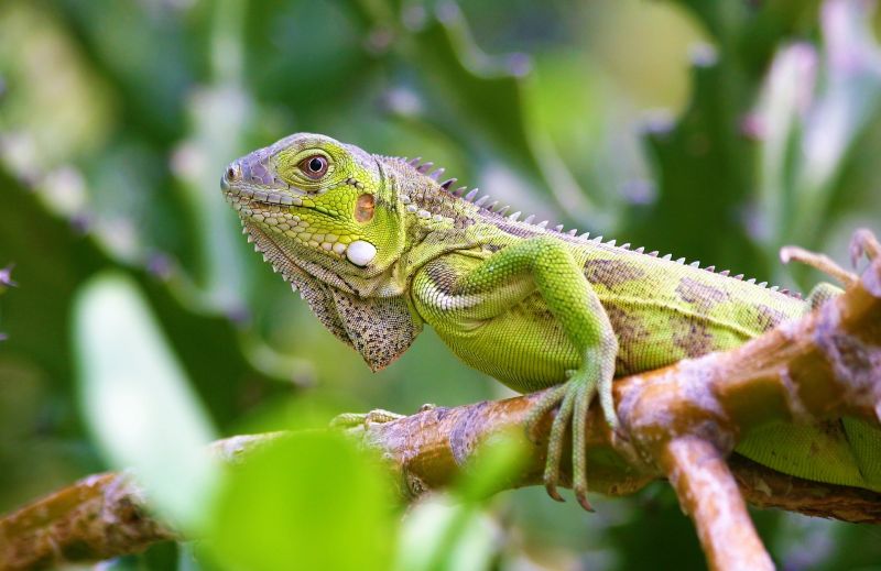 Iguana verde