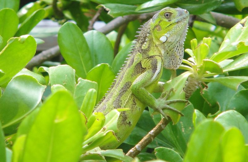 La iguana verde