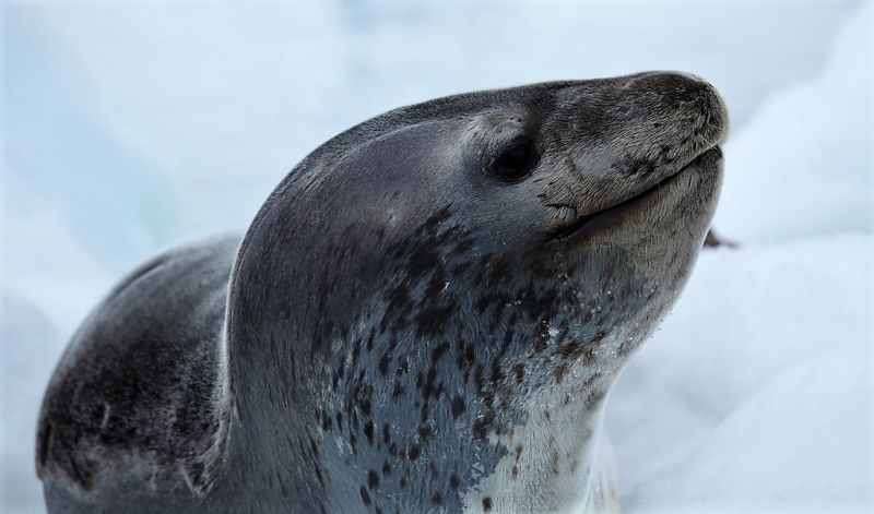 Leopardo marino