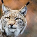 Lince boreal