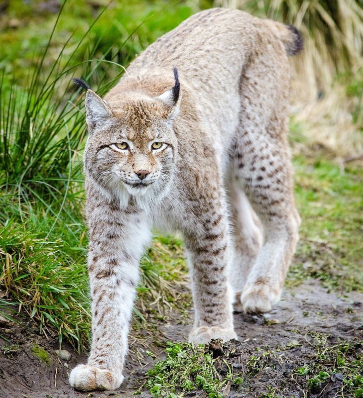 Lince boreal Características, alimentación, reproducción, hábitat