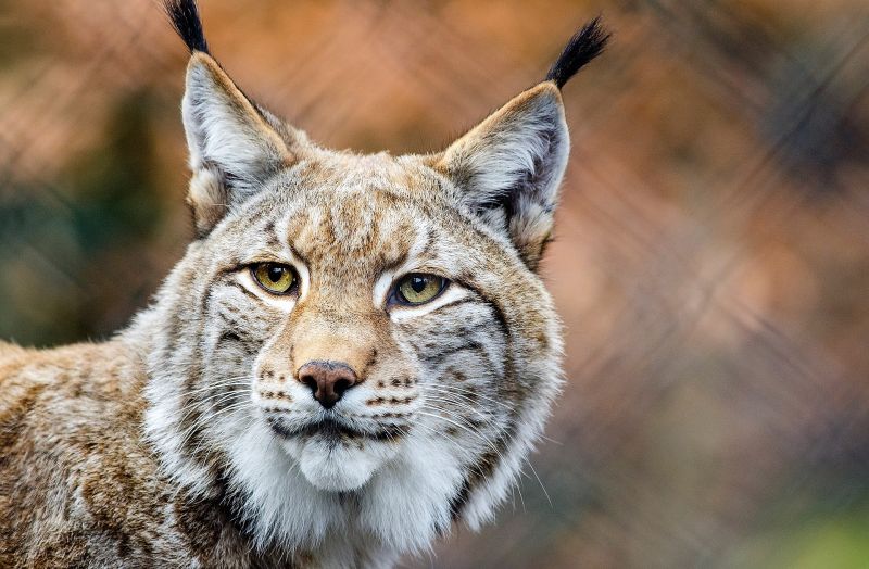 Lince boreal