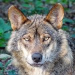 Lobo ibérico