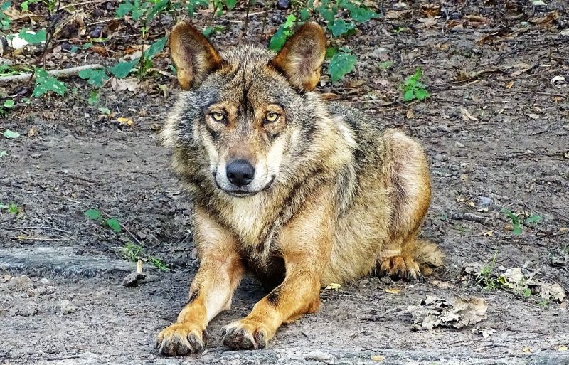 Lobo ibérico Características, alimentación, hábitat, reproducción Animal