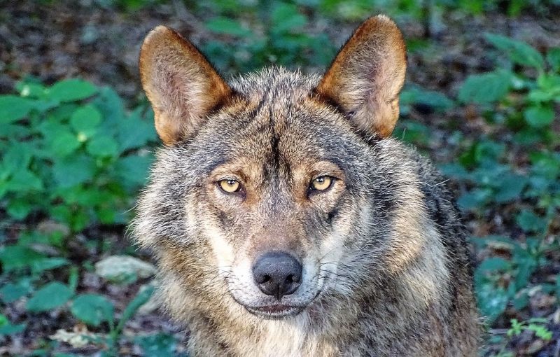 Lobo ibérico