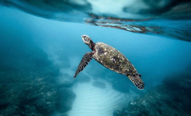 Animales marinos | Qué son, clasificación, alimentación, amenazas