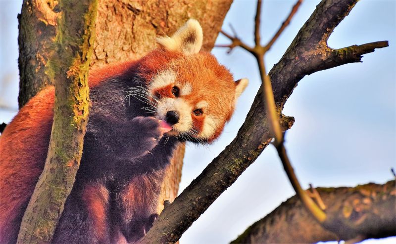 Panda rojo Características, hábitat, reproducción, curiosidades Animal