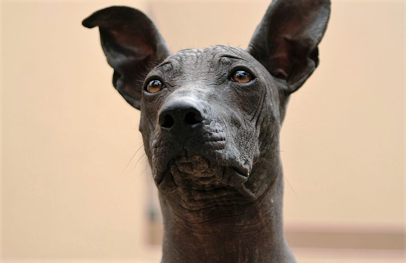 Xoloitzcuintle