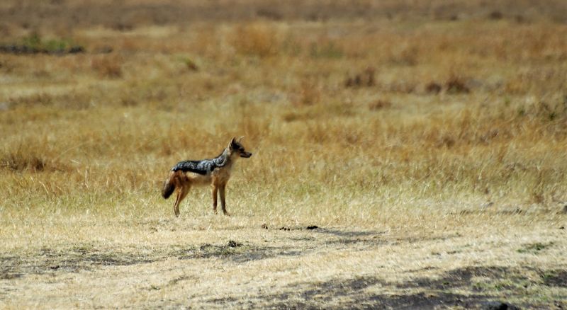 Chacal Características, hábitat, alimentación, reproducción Animal