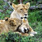 Clasificación de los animales