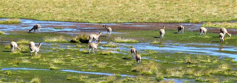 El guanaco