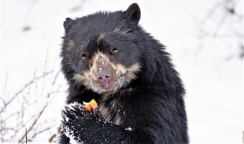 El oso de anteojos