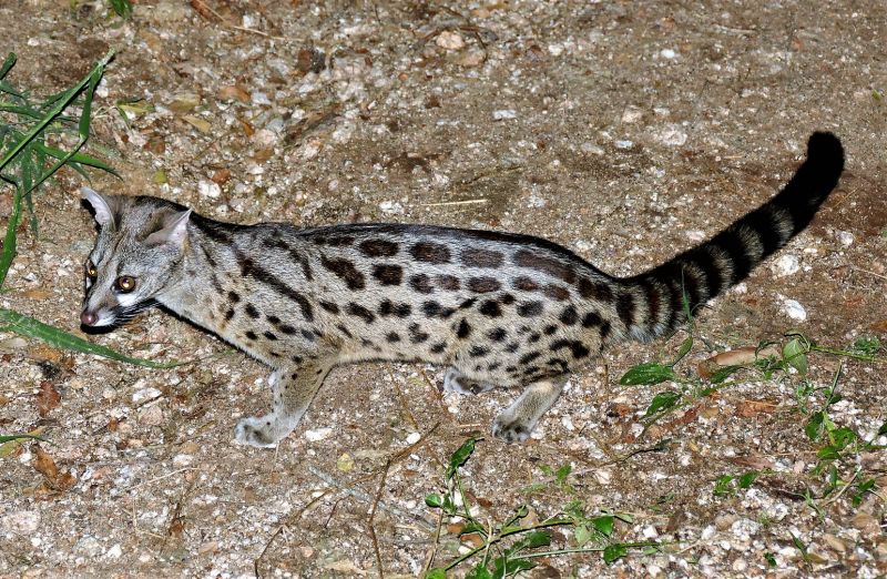 Gineta Qué es, características, hábitat, alimentación, reproducción Animal