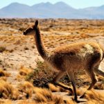 Guanaco