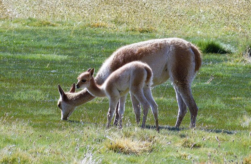 Guanaco Características, hábitat, alimentación, reproducción Animal