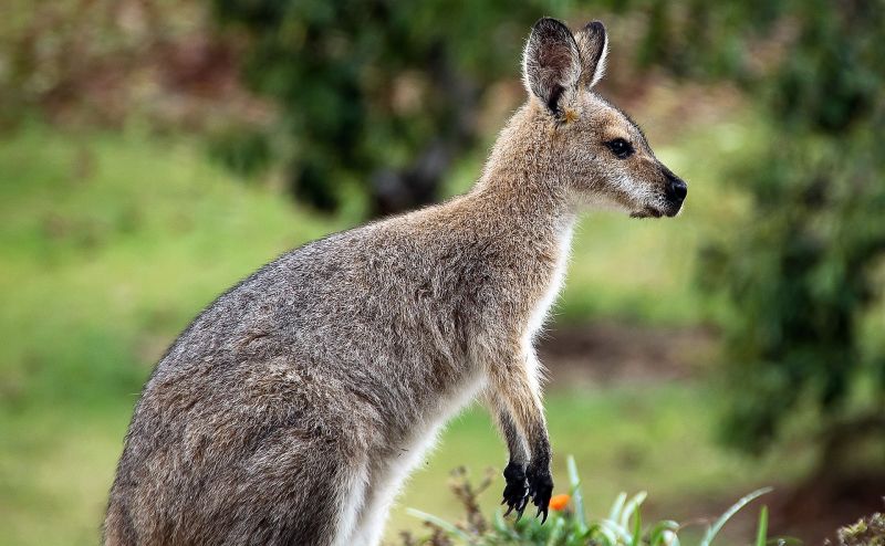 Marsupiales Características, hábitat, alimentación, reproducción, clasificación