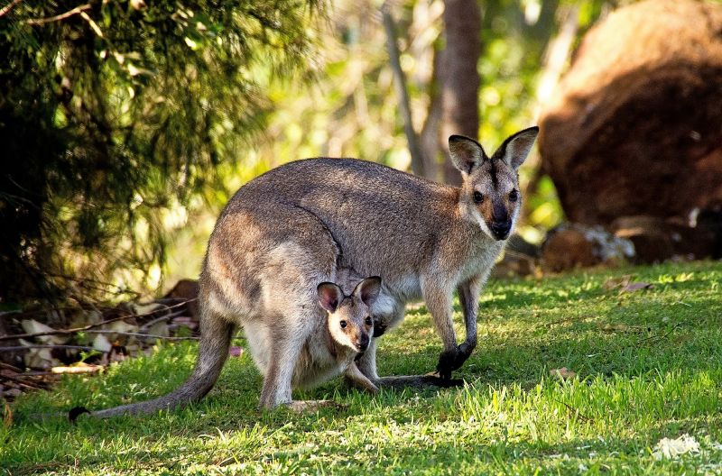 Marsupiales