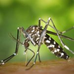 Mosquito