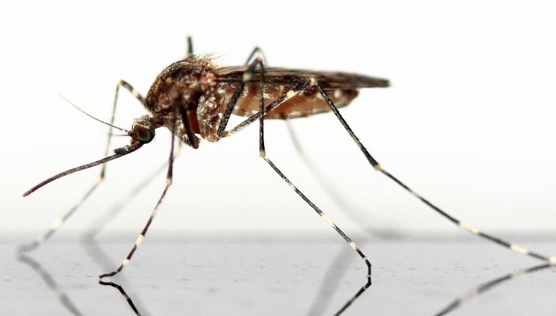 Mosquito Características, hábitat, alimentación, clasificación Insecto