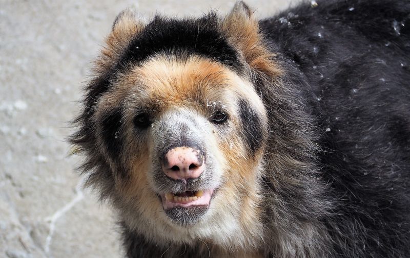 Oso de anteojos Características, hábitat, alimentación, reproducción