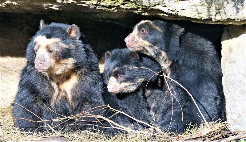 Oso de anteojos