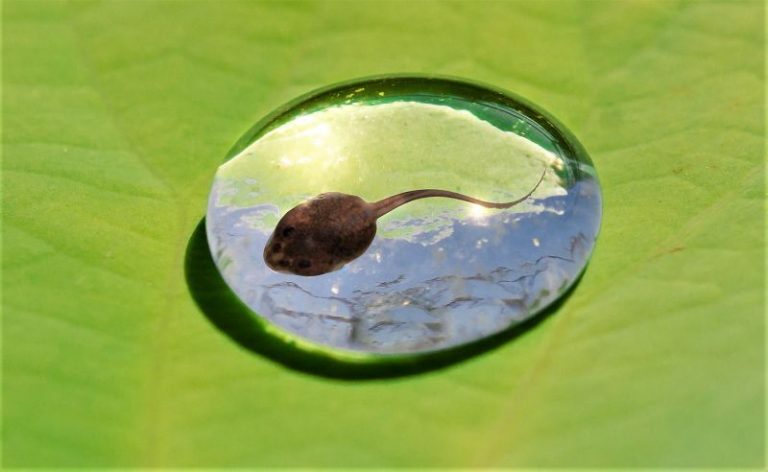Los Peces Respiran Bajo El Agua Gracias A Ellas