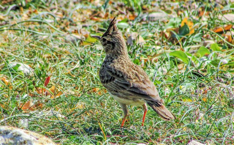 Alondra Características origen hábitat alimentación reproducción