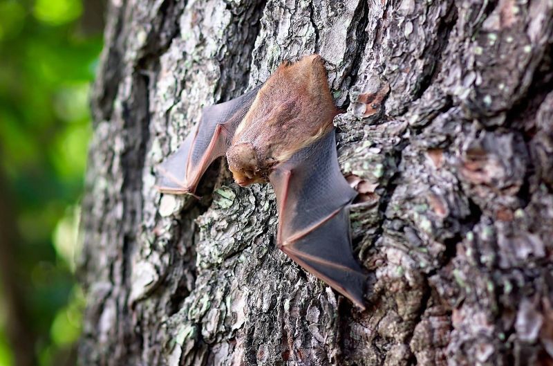 Animales frugívoros Qué son, características, especies, peligro de extinción