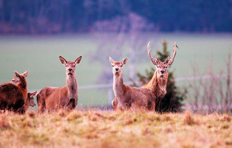 Animales terrestres