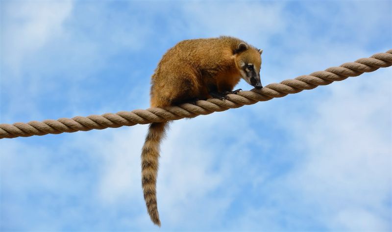 Coatí Características, alimentación, reproducción, hábitat Animal