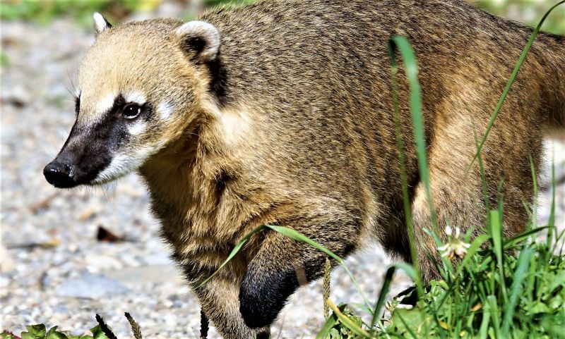 Coatí