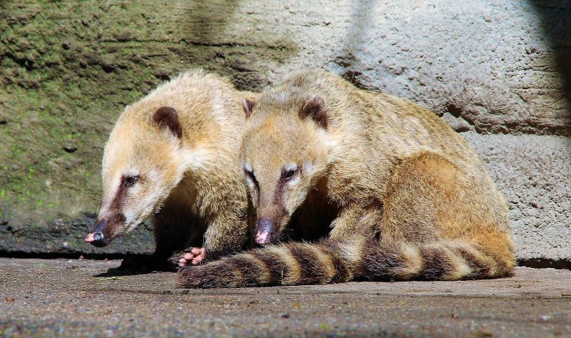 El coatí