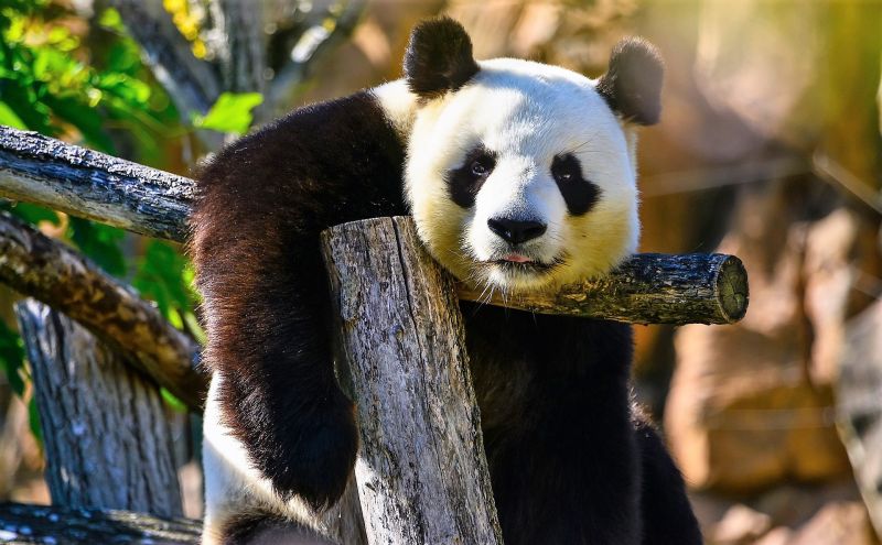 El panda gigante